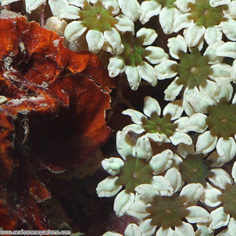 Pipe Organ Coral - Small