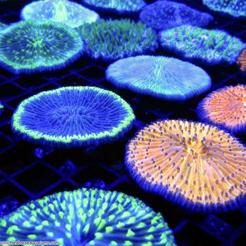Plate Coral, Short Tentacle    - Small