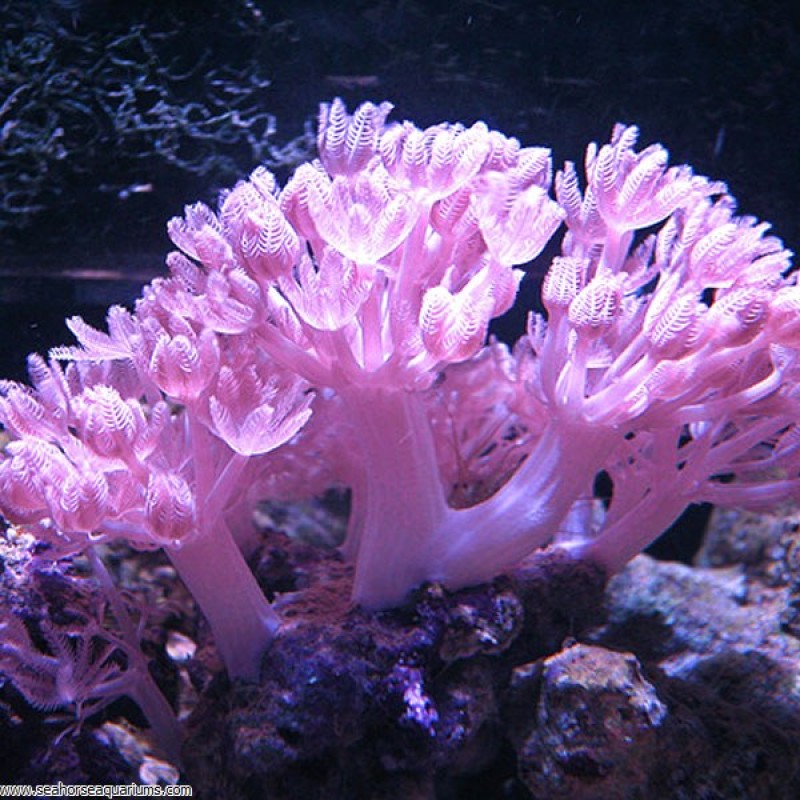 Pom Pom Xenia (Per Polyp)