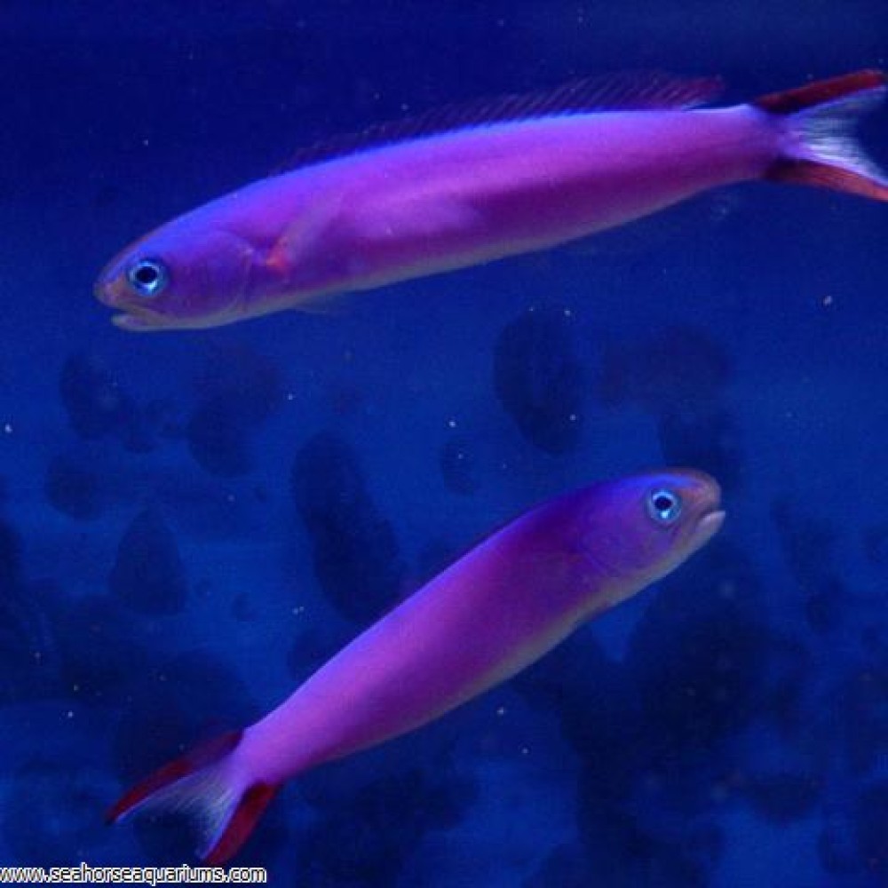Purple Tile Skunk Goby - Small