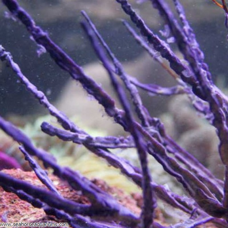 Purple Whip - Small