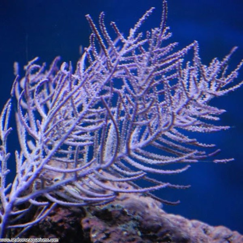 Purple Frilly Gorgonian - Small
