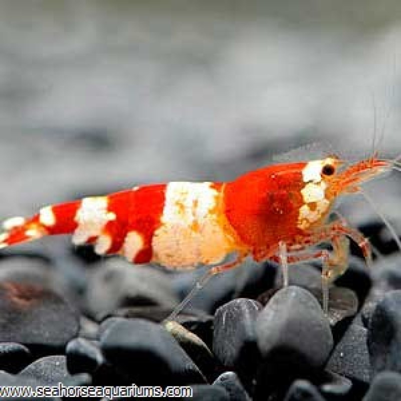 Crystal Red Bee Shrimp