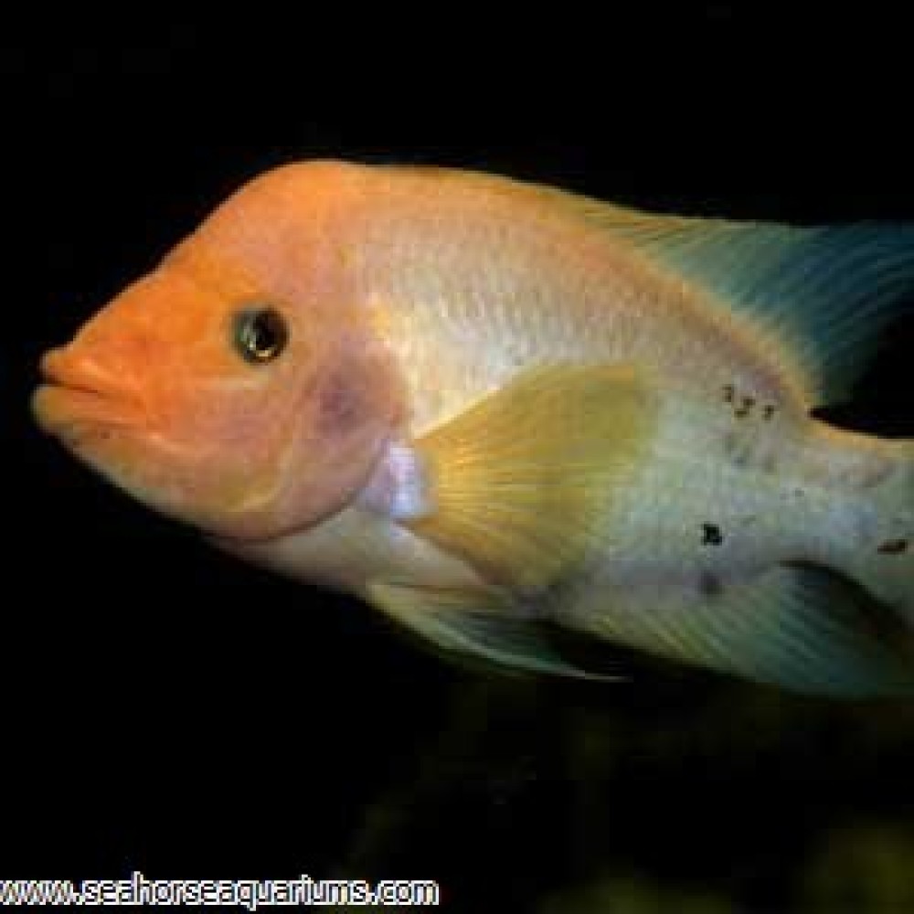 Red Devil - Small