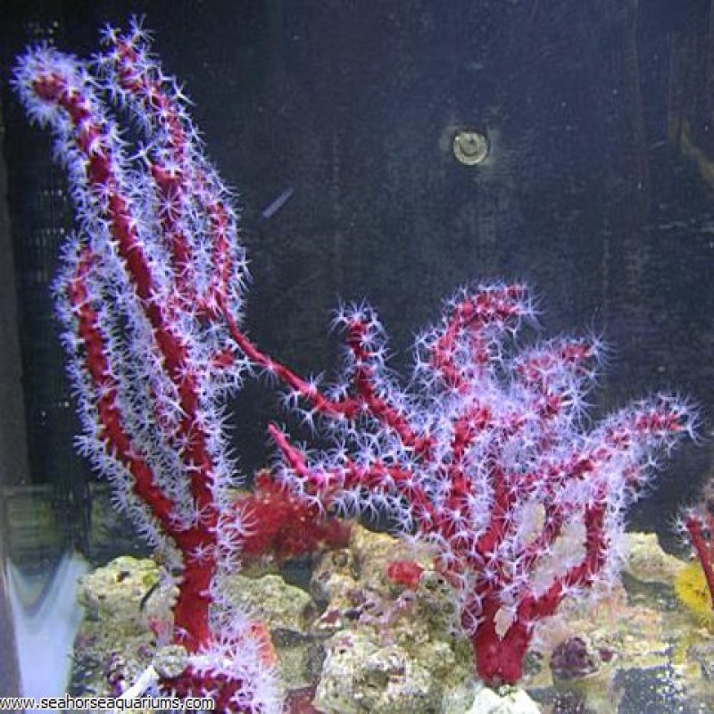 Red Finger - Small