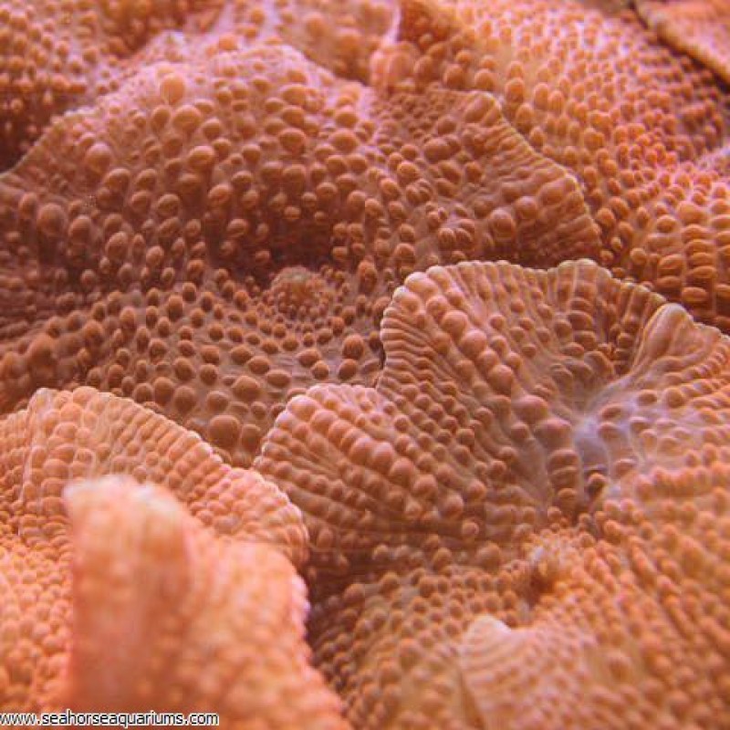 Red Mushrooms - Small