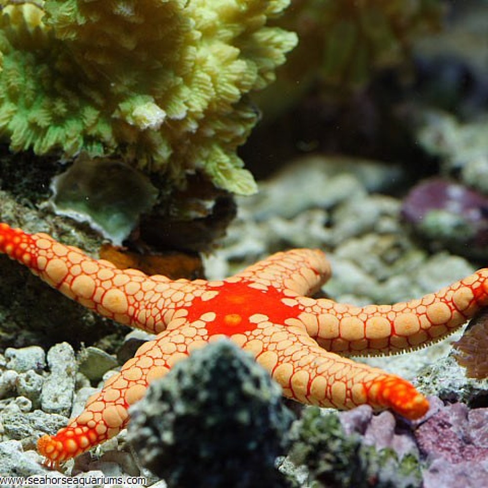 Red Starfish - Medium