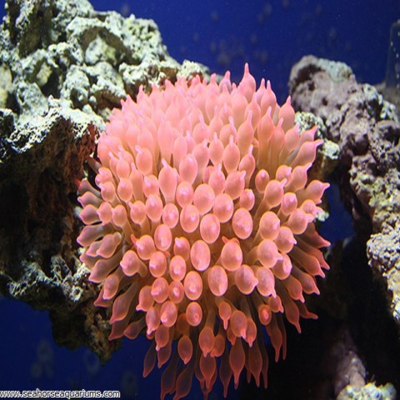 Rose Bulb Anemone - Medium