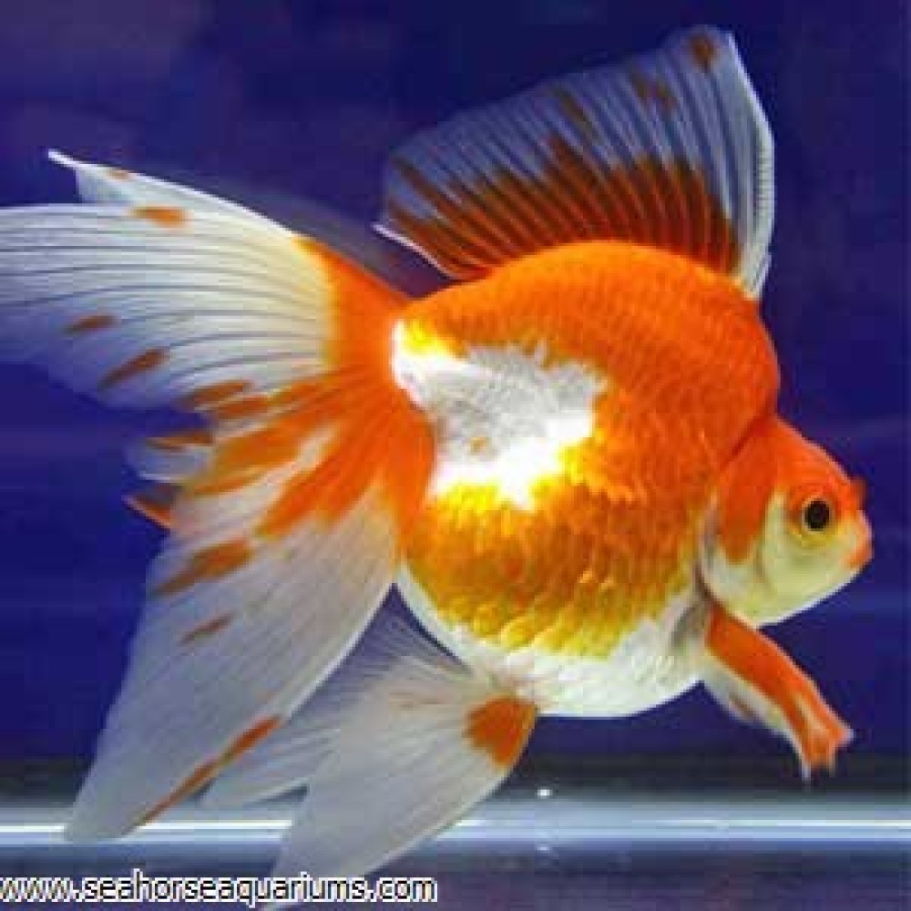 Ryukin Goldfish 