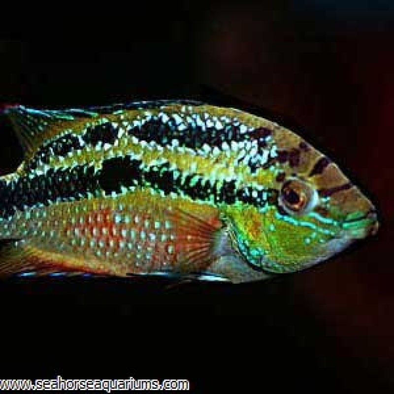 Salvini Cichlid