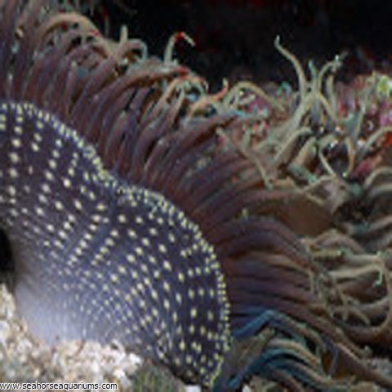 Sand Anemone - Small