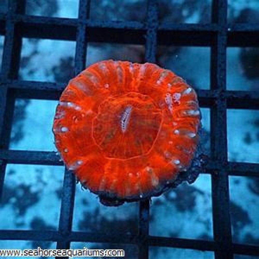 Scolymia Button Coral - Small