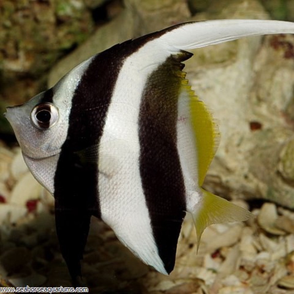 Schooling Bannerfish - Small
