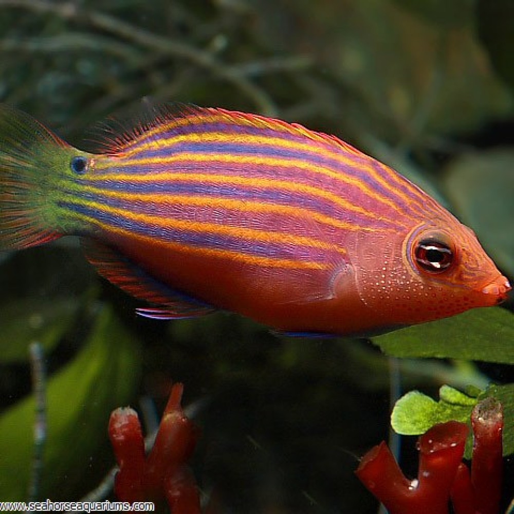 Six-Lined Wrasse - Small