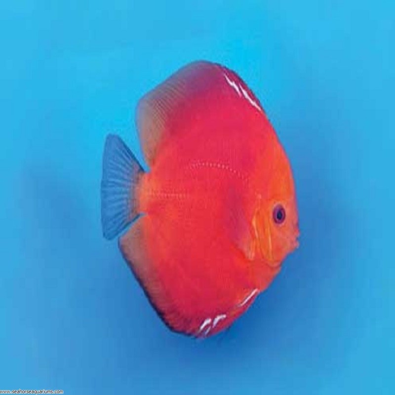 Solid Fire Red Discus Small
