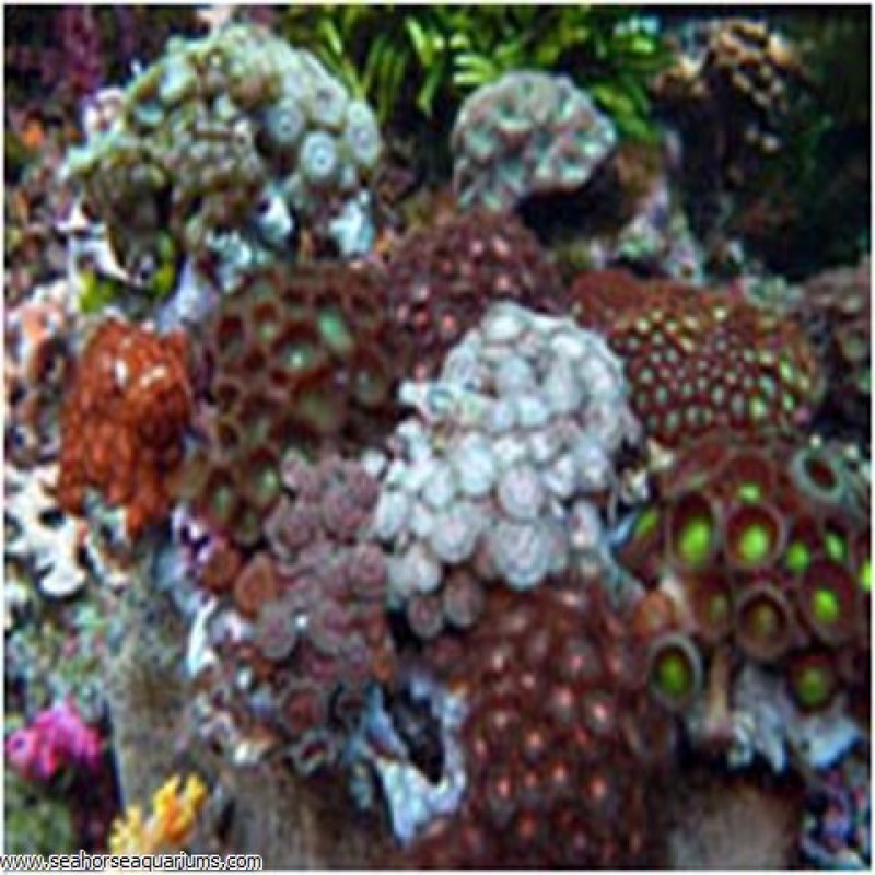 Special Rainbow Polyps - Small
