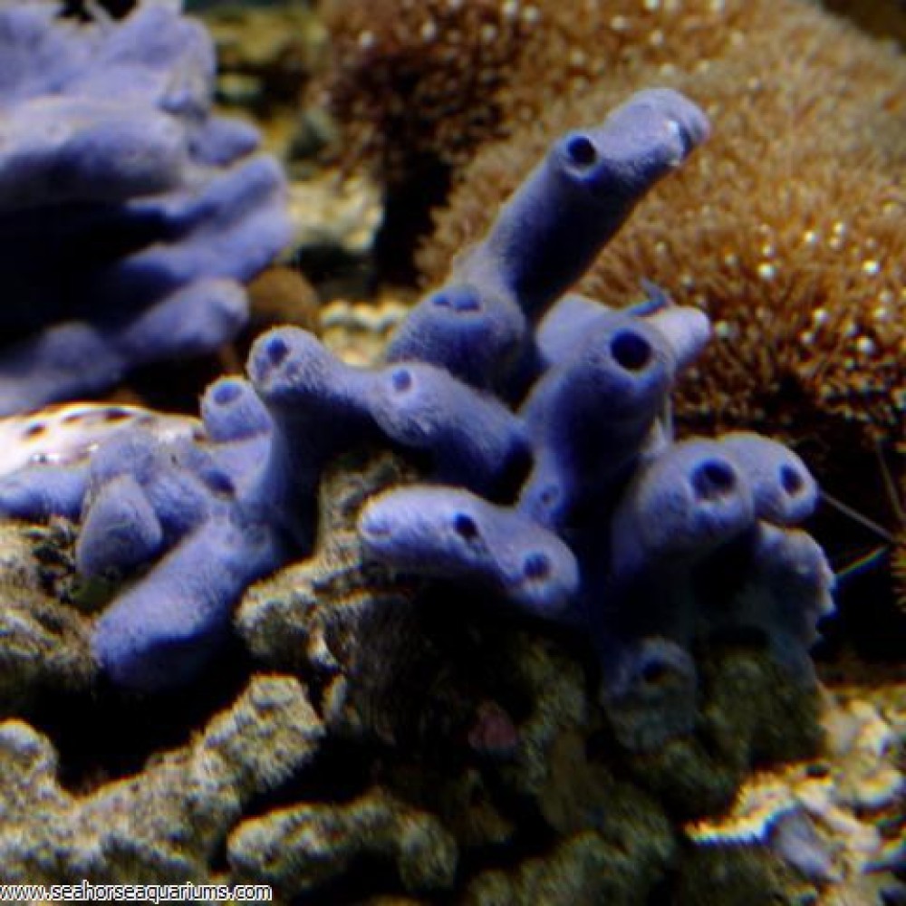Sponge Blue/Purple - Medium