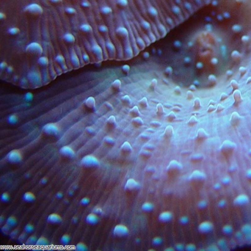 Spotted Mushrooms - Small