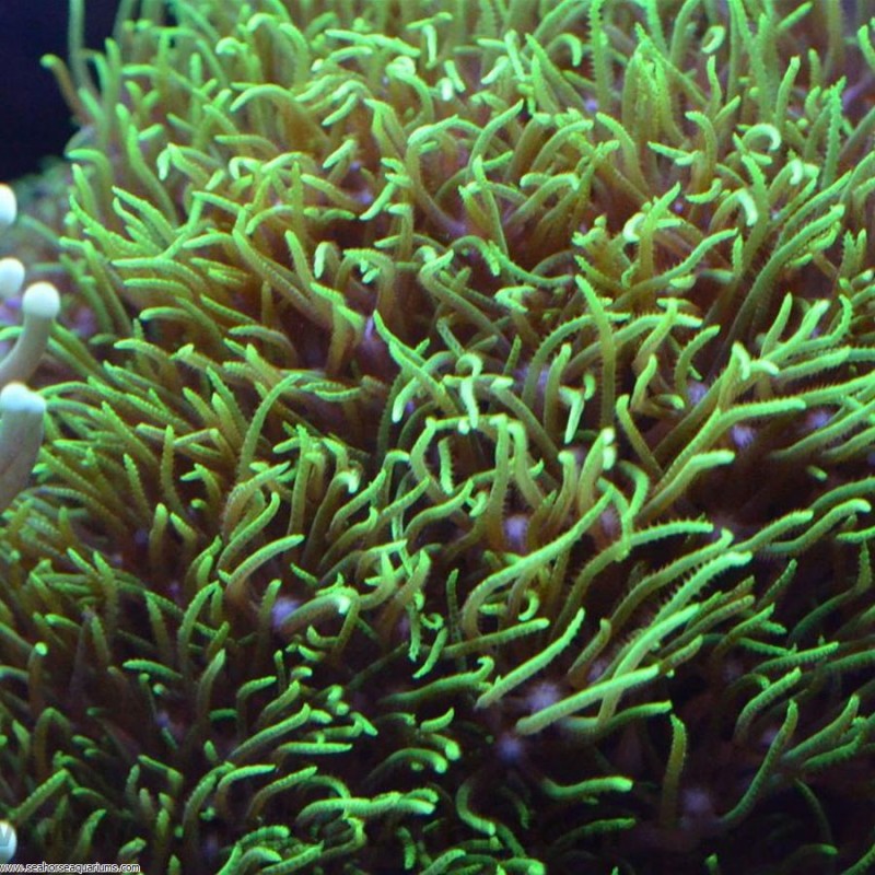 Star Polyps Green - Small