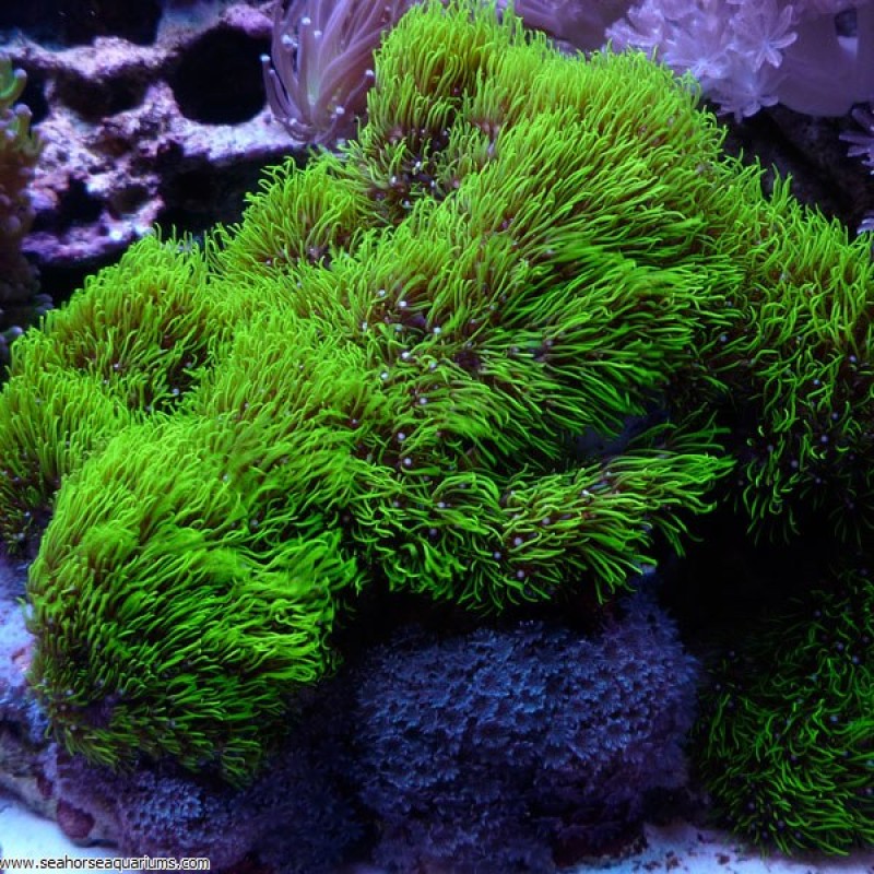 Star Polyps Metallic Green     - Small