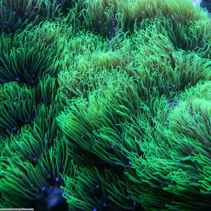 Starburst Polyp - Small