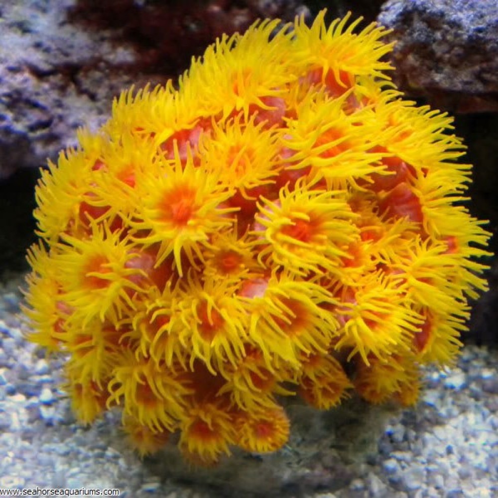 Sun Coral - Small