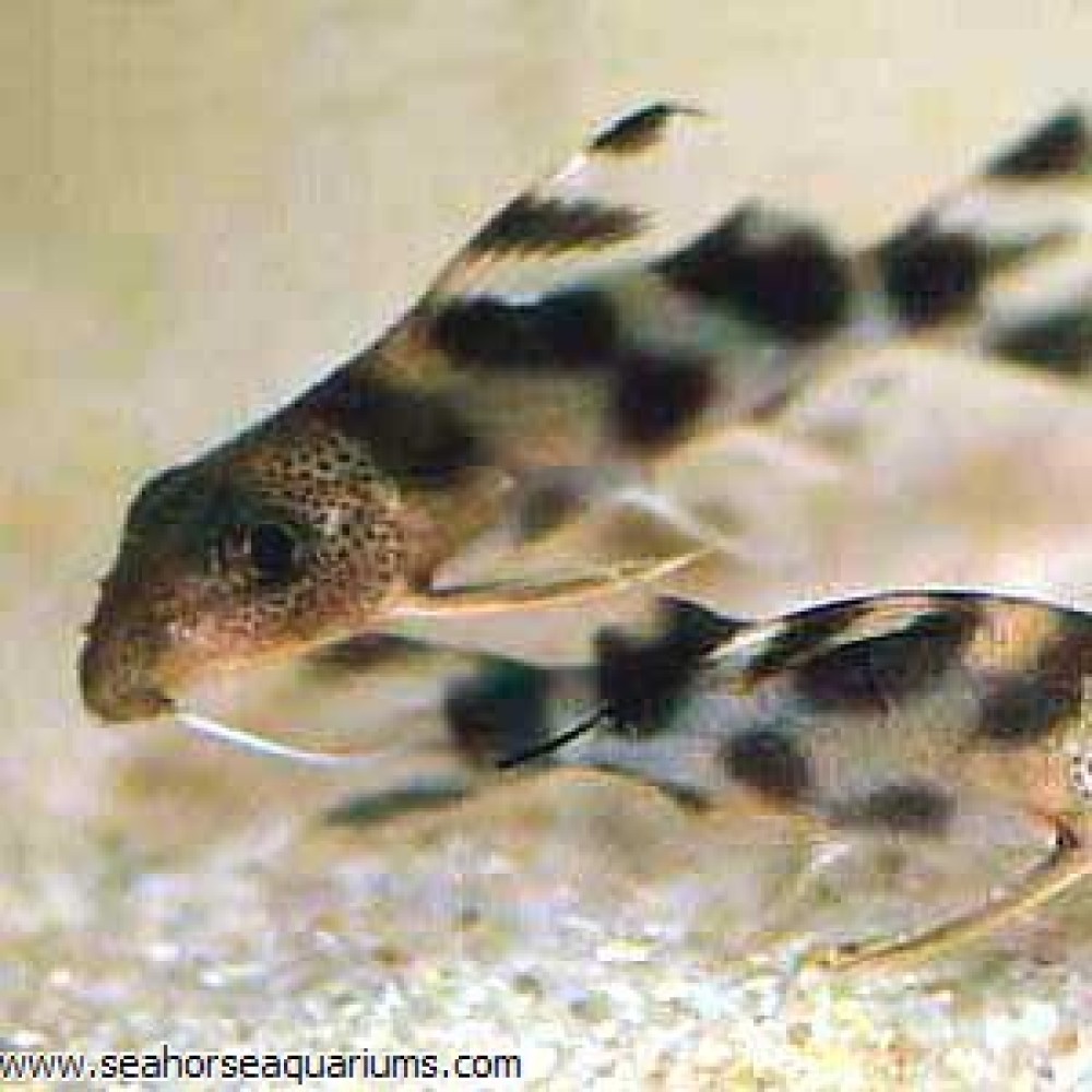 Synodontis Decorus Catfish