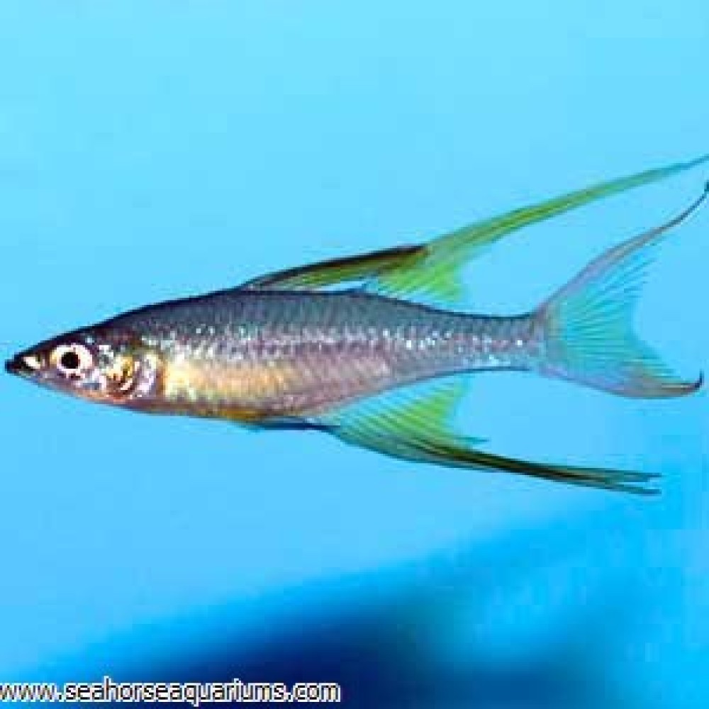 Threadfin Rainbow - Medium