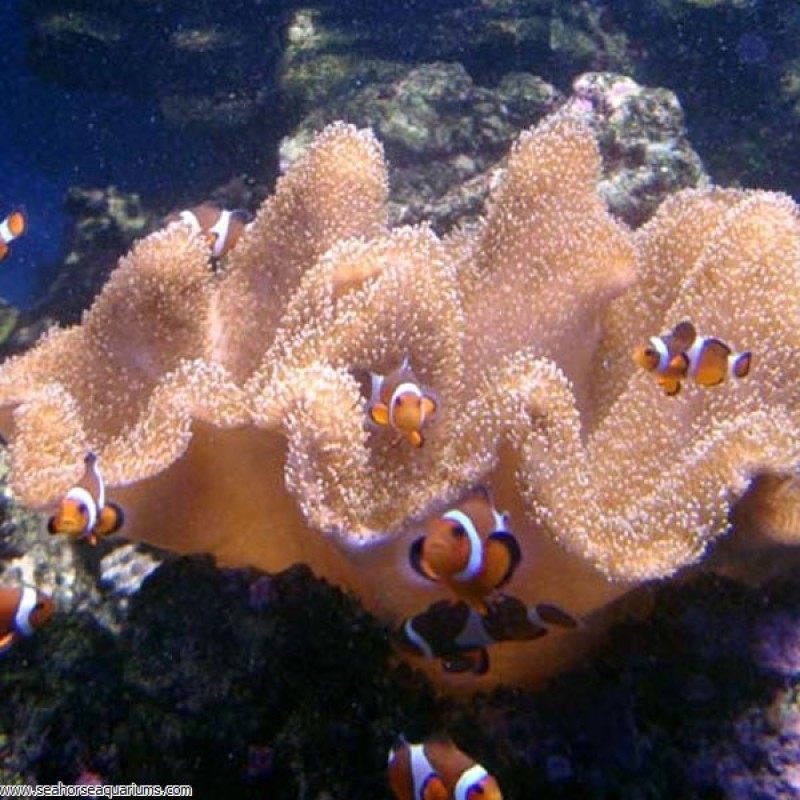 Toadstool Leather Coral  - Small