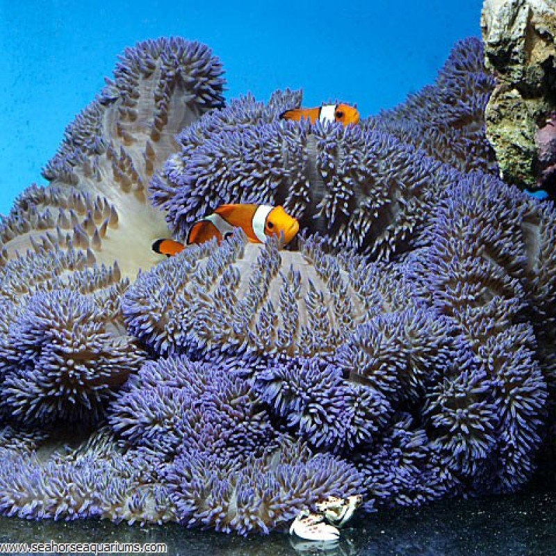 True Carpet Anemone - Small