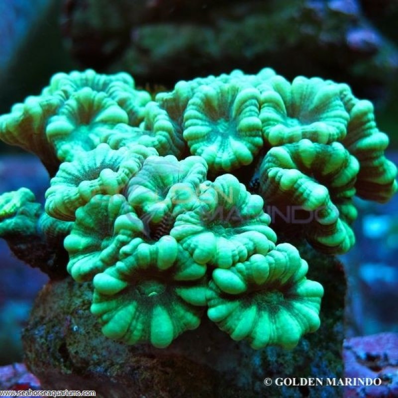 Trumpet Coral (Per Polyp)