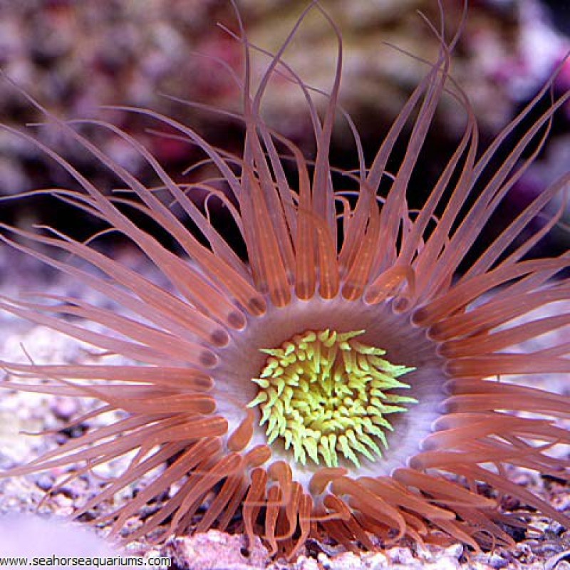 Tube Anemone - Small