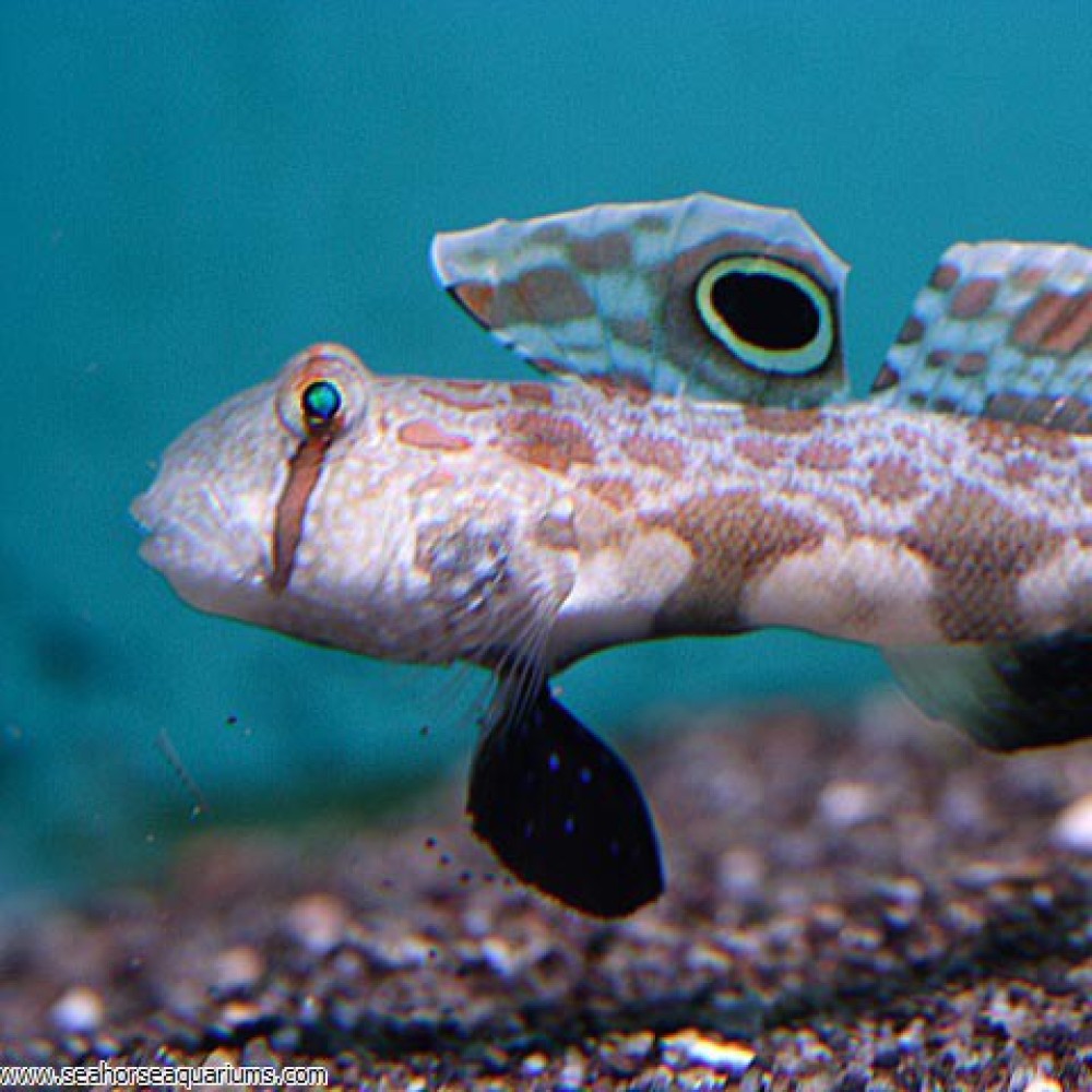 Two Spot Goby - Small