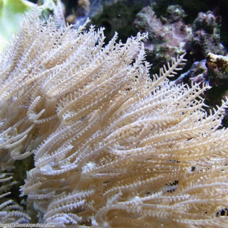 Waving Hand polyps - Small