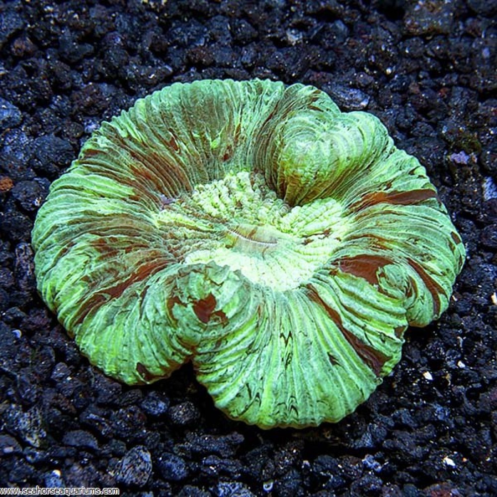 Brain Coral, Wellsophyllia     - Small