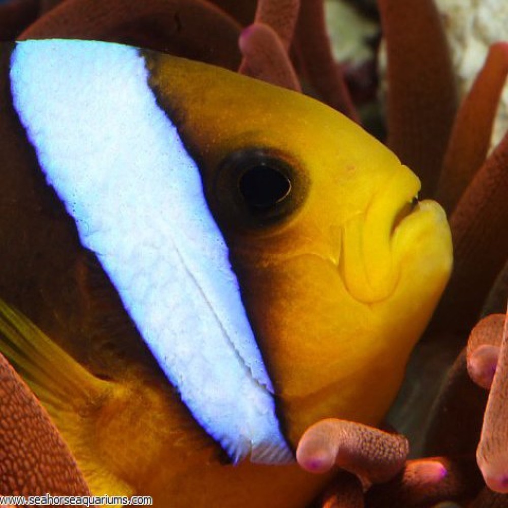 Yellow Bellied Anemonefish     - Medium