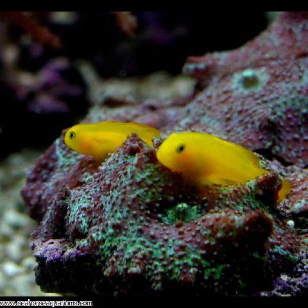 Yellow Goby - Large
