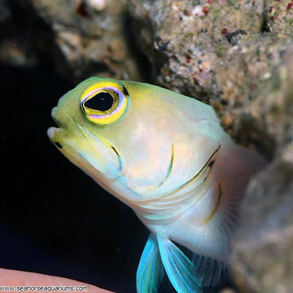 Yellow Head Jawfish - Small