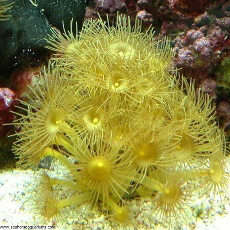 Yellow Polyps - Small