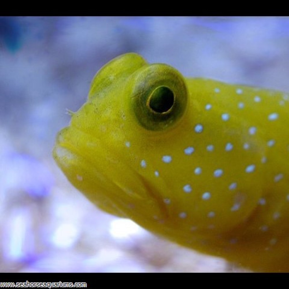 Yellow Watchman Goby - Small