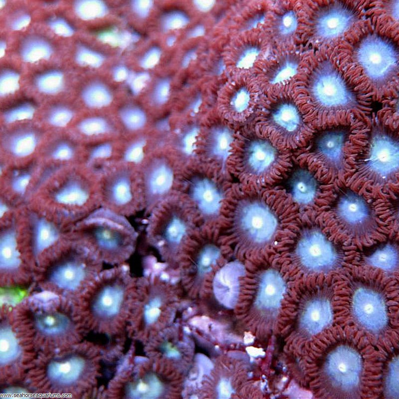 Zoanthus Coloured (Per Polyp)