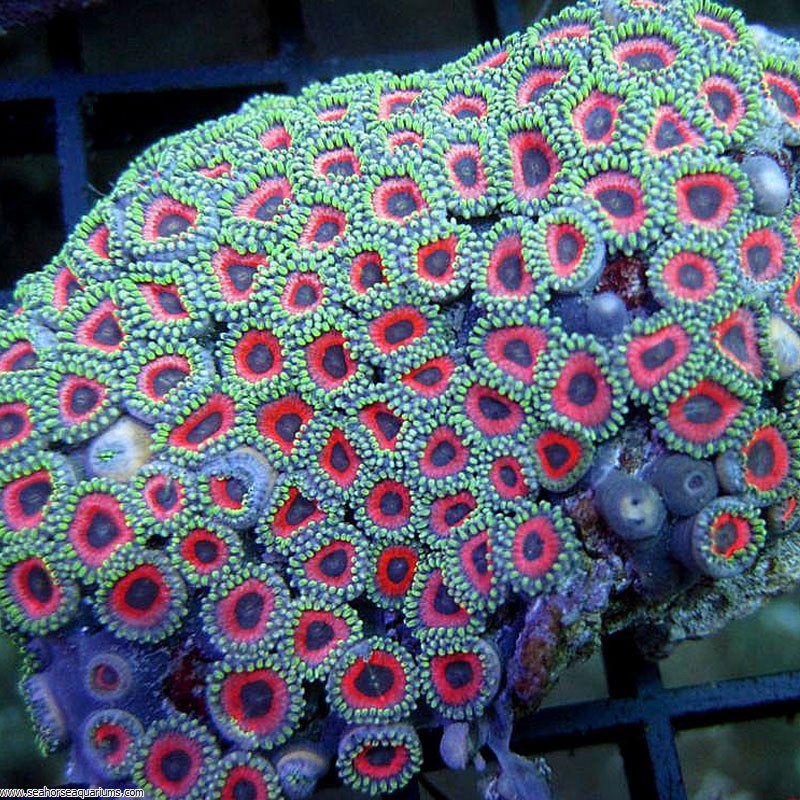 Zoanthus Polyps Ultra