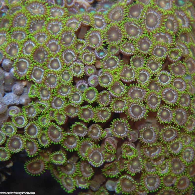 Zoanthus Polyps - Small