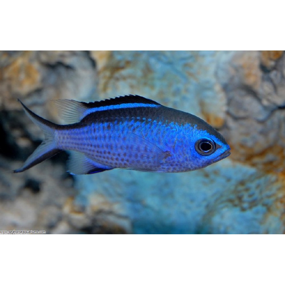 Blue Reef Chromis - Small