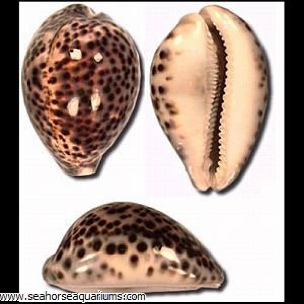 Tiger Cowrie - Small