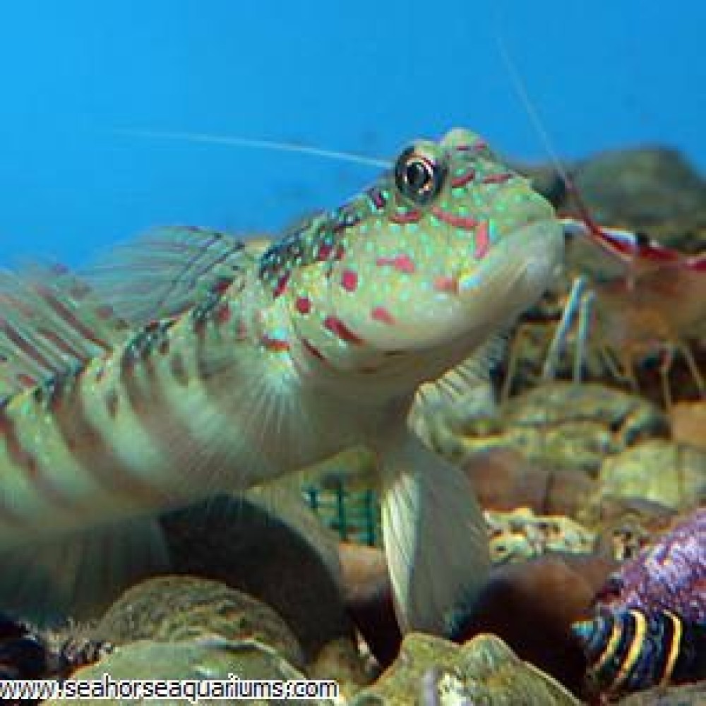 Pink-and Blue Spotted Goby     - Medium