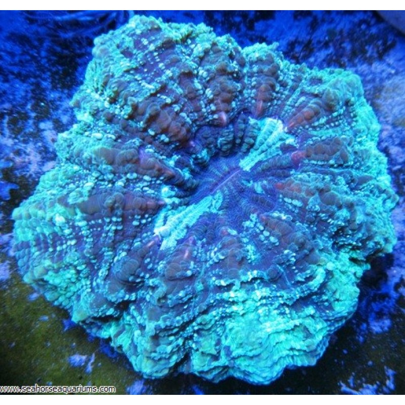 Doughnut Coral - Small