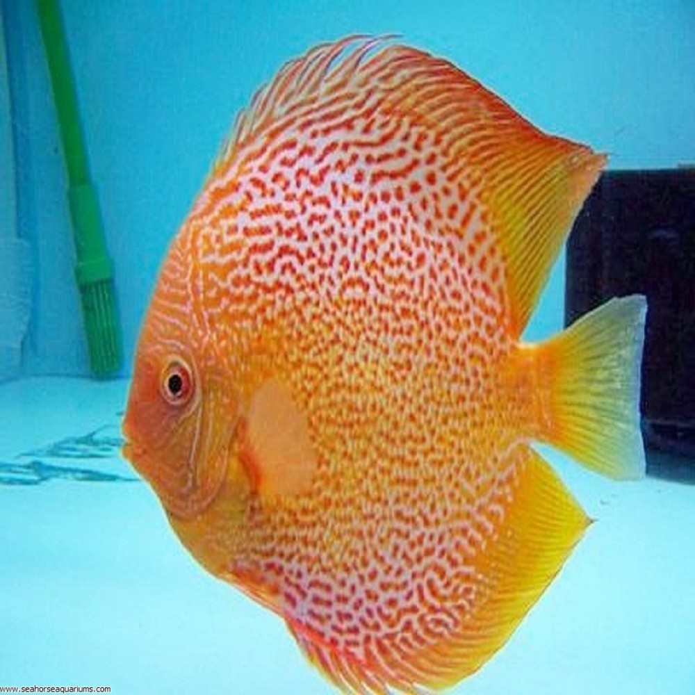 Red Leopard Discus Small