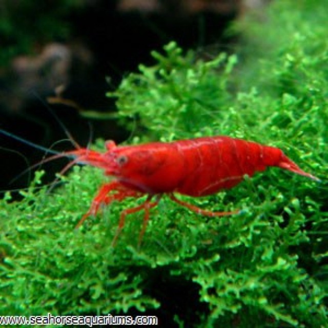 [Imagen: large-red-sakura-shrimp-640x640.jpg]