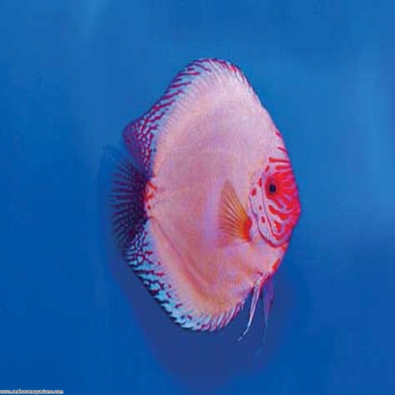 Silver Pigeon Discus Small